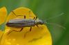 Oedemera sp.